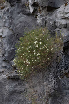 Image of Columbian goldenbush