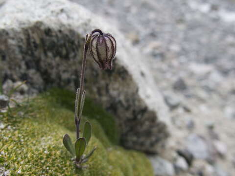 Image of apetalous catchfly