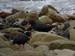 Haematopus moquini Bonaparte 1856 resmi