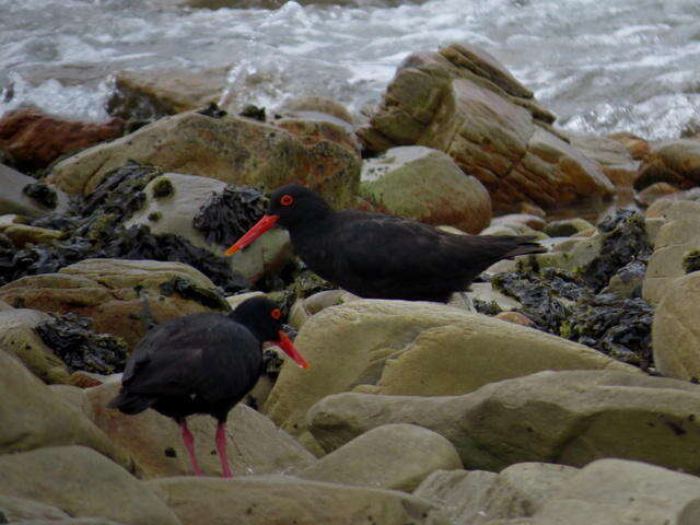 Image of African Black Oystercatcher