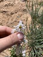 Image of Organ Mountain larkspur