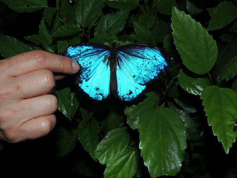 Imagem de Morpho menelaus Linnaeus 1758