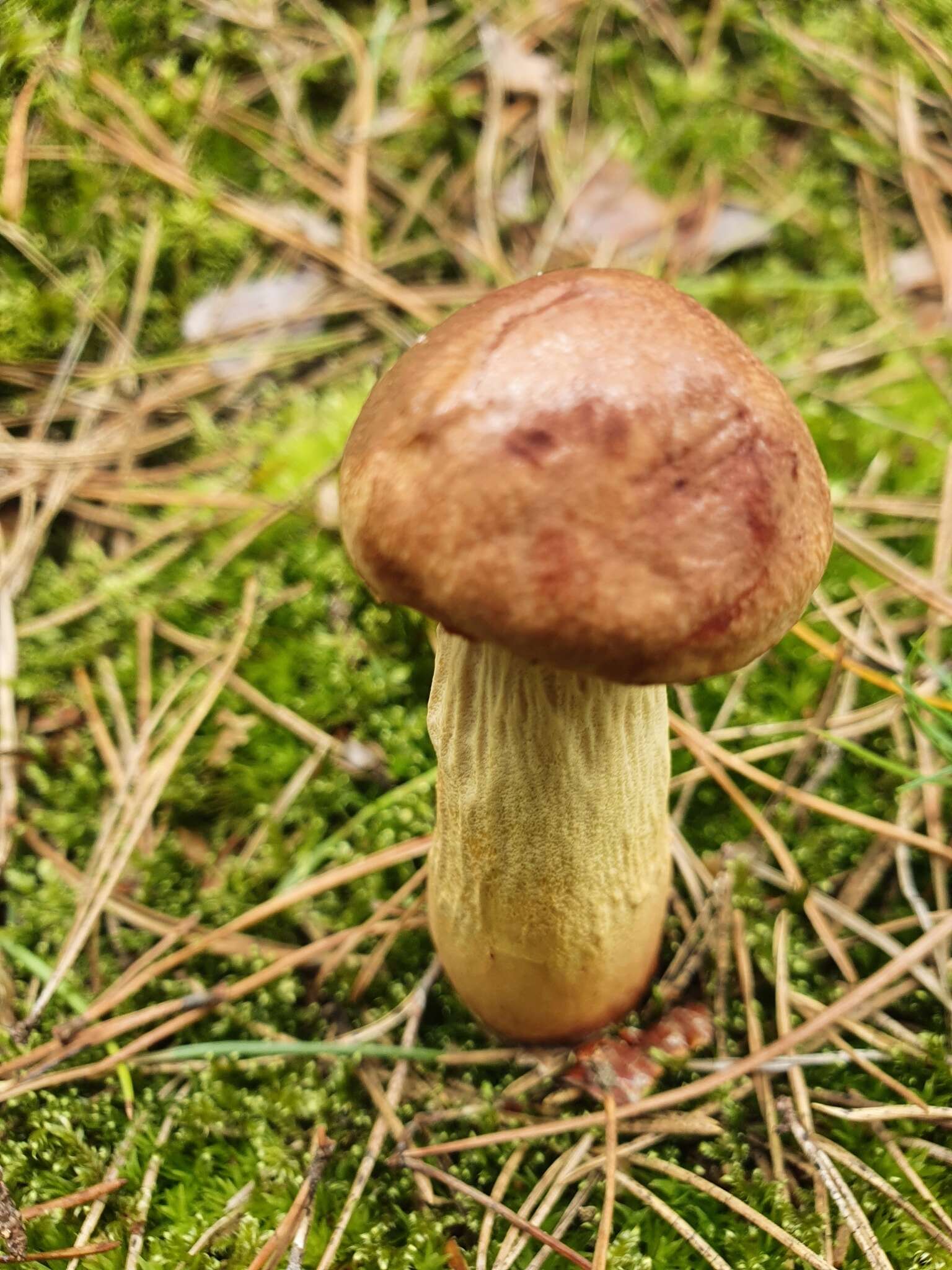 Image of Aureoboletus projectellus (Murrill) Halling 2015