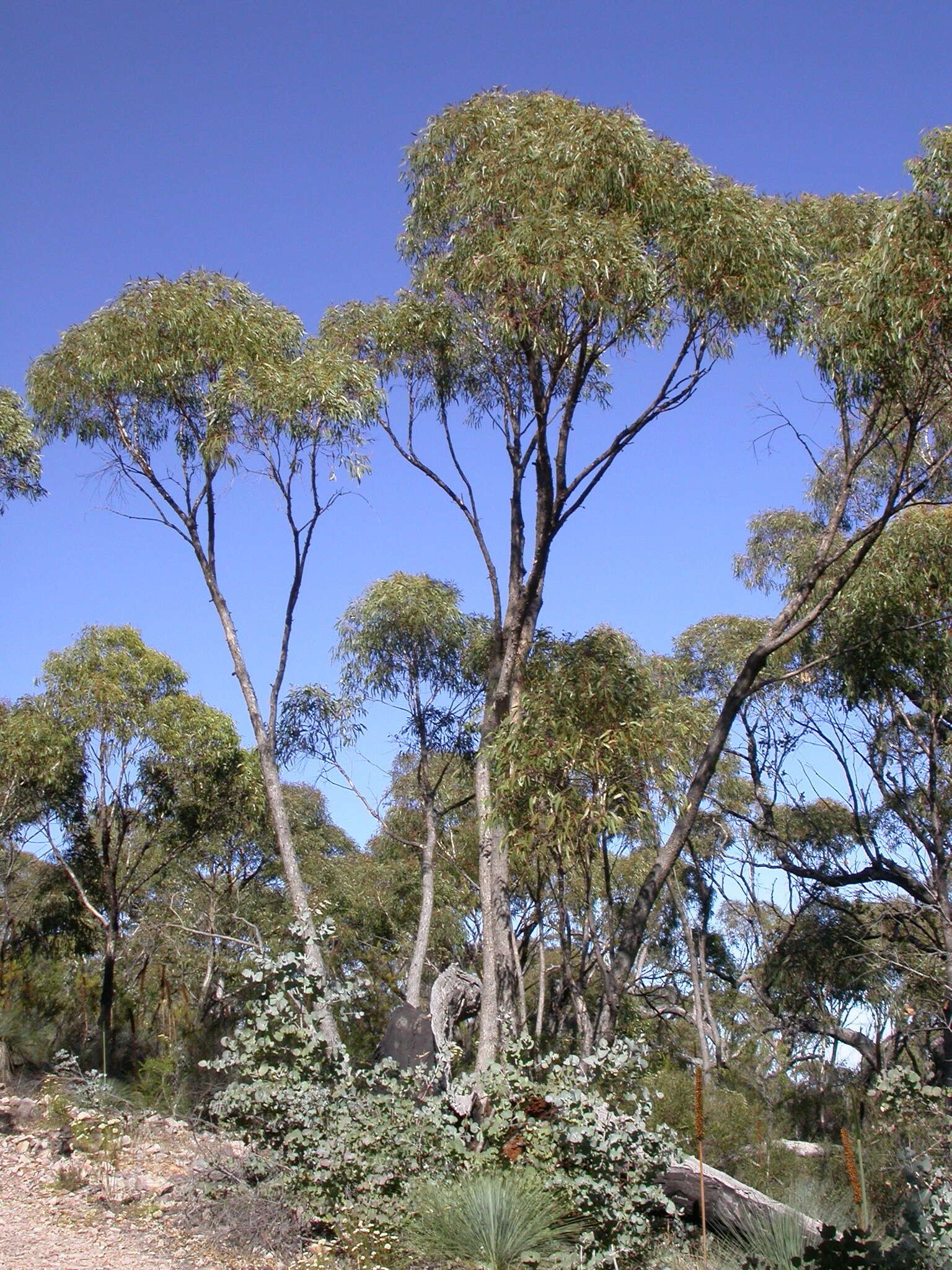 Image of Eucalyptus goniocalyx subsp. goniocalyx