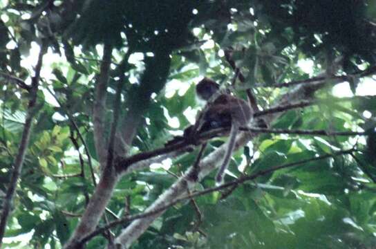 Plancia ëd Procolobus Rochebrune 1877