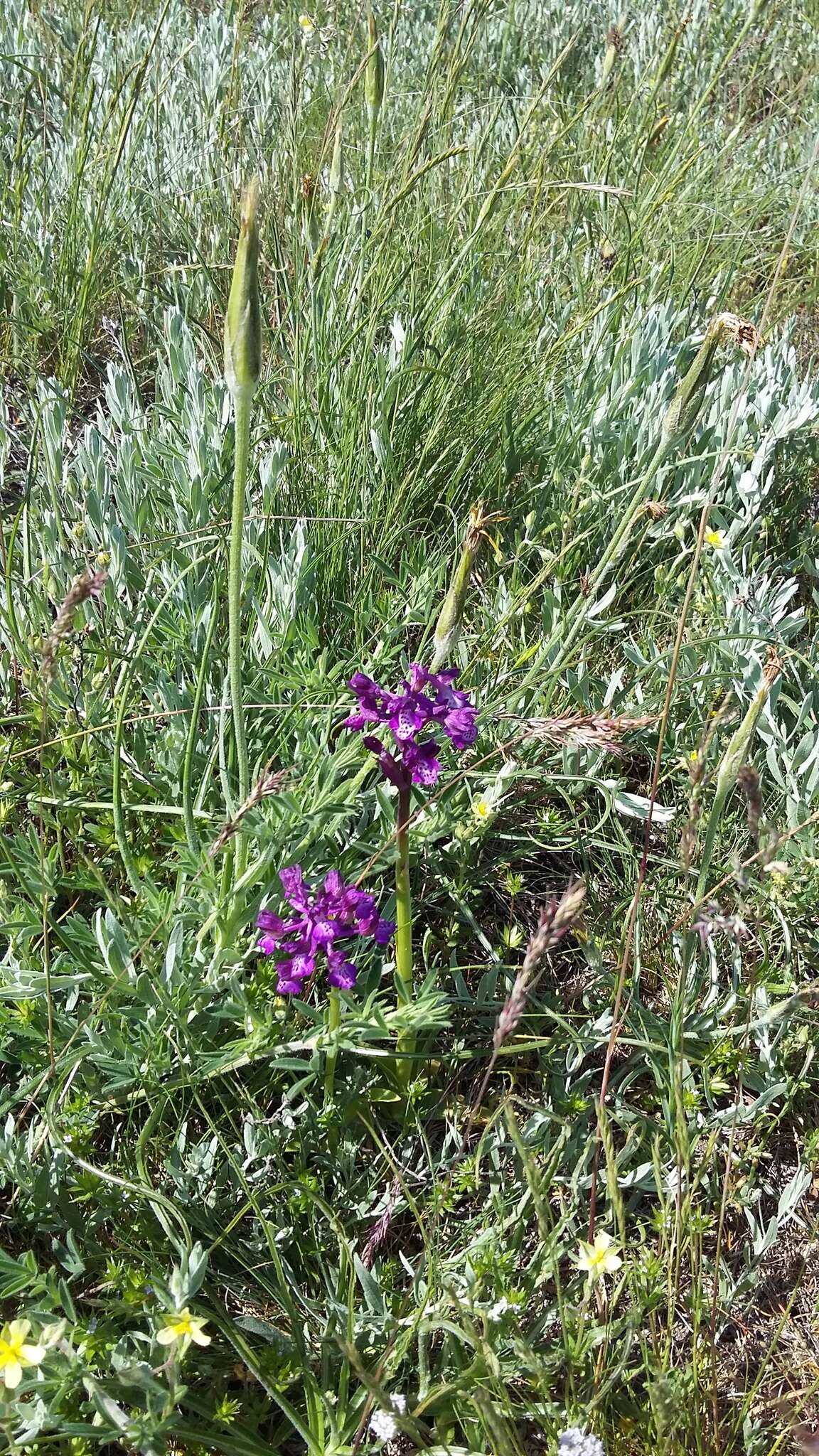 Anacamptis morio subsp. caucasica (K. Koch) H. Kretzschmar, Eccarius & H. Dietr. resmi