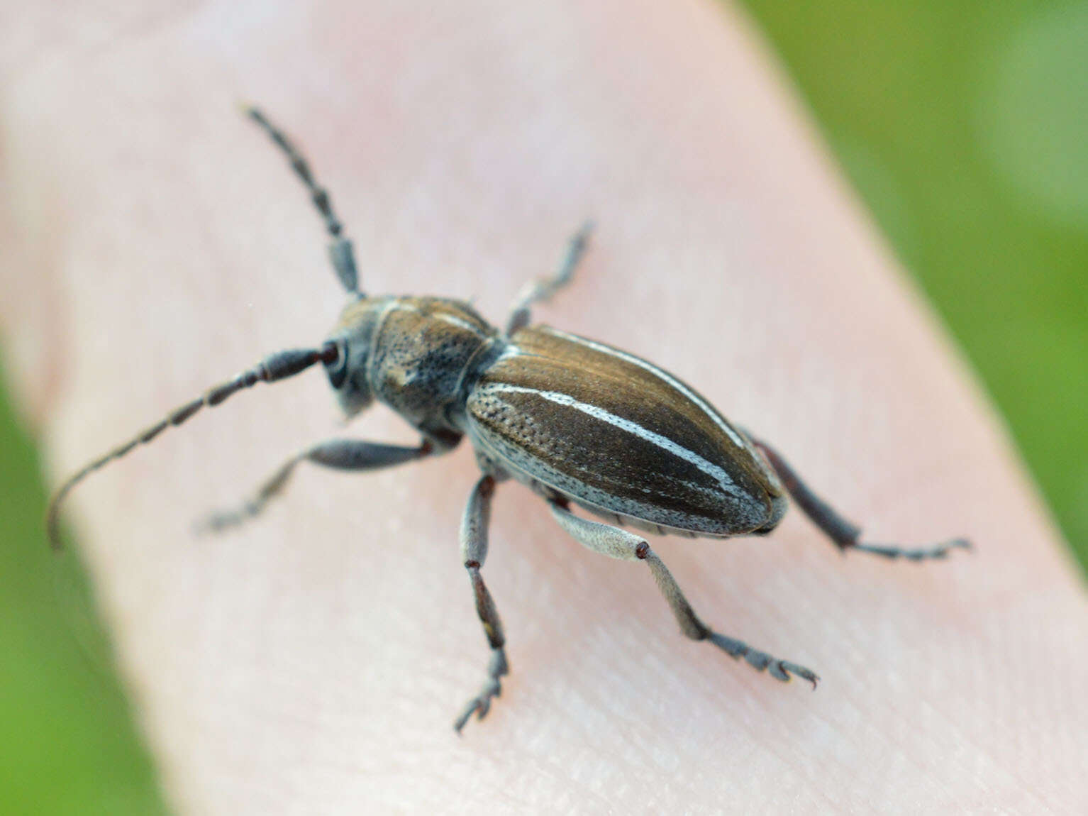 Image of Neodorcadion bilineatum (Germar 1824)