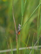 Image de criquet rouge-queue