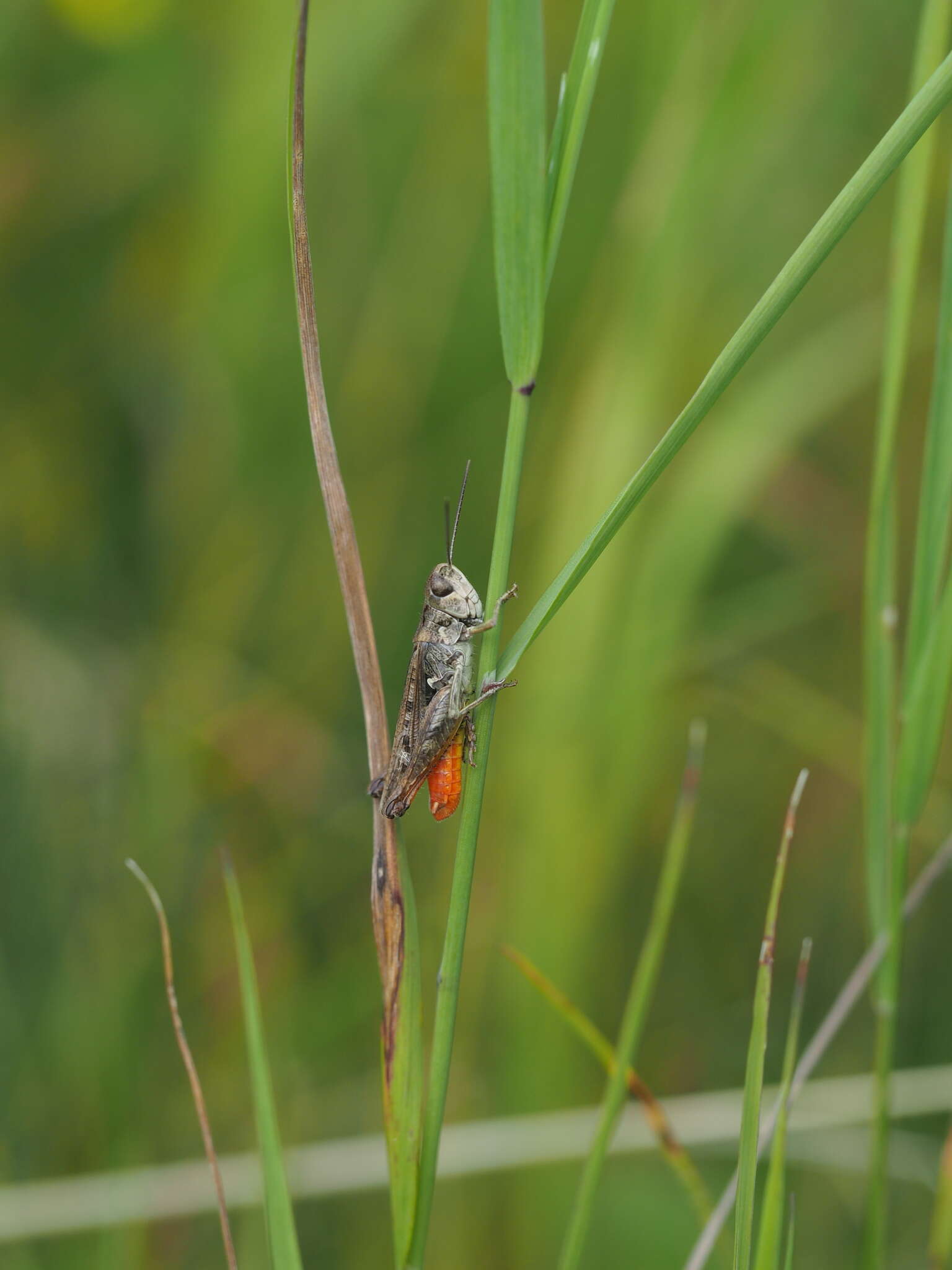 Sivun Omocestus (Omocestus) haemorrhoidalis (Charpentier 1825) kuva