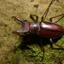 Image of Lucanus swinhoei Parry 1874