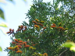 Combretum fruticosum (Loefl.) Stuntz resmi