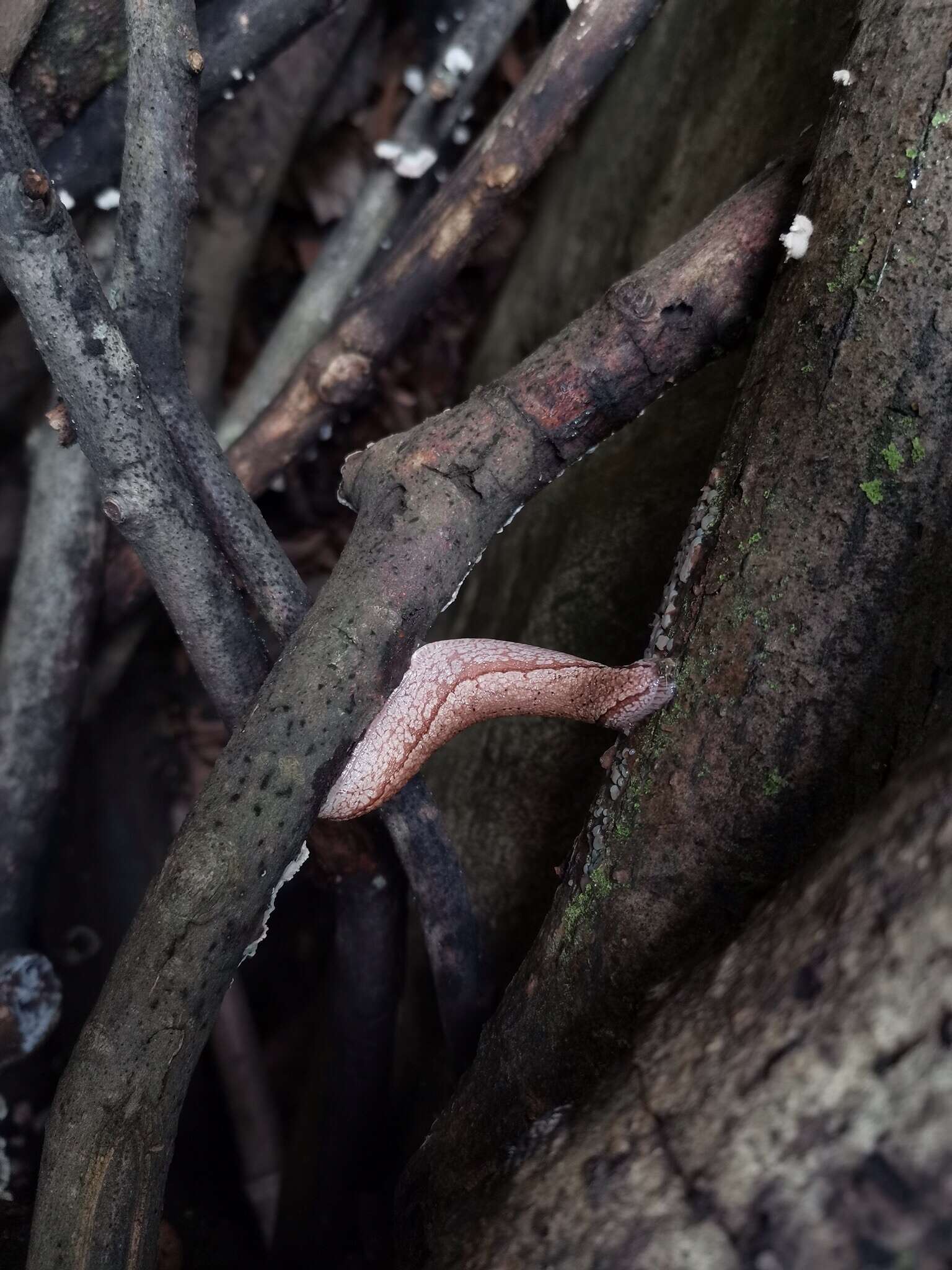 Image of Meghimatium rugosum (D.-N. Chen & Gao 1982)