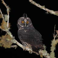 Image of Stygian Owl