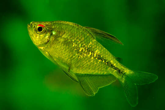 Image of Diamond tetra