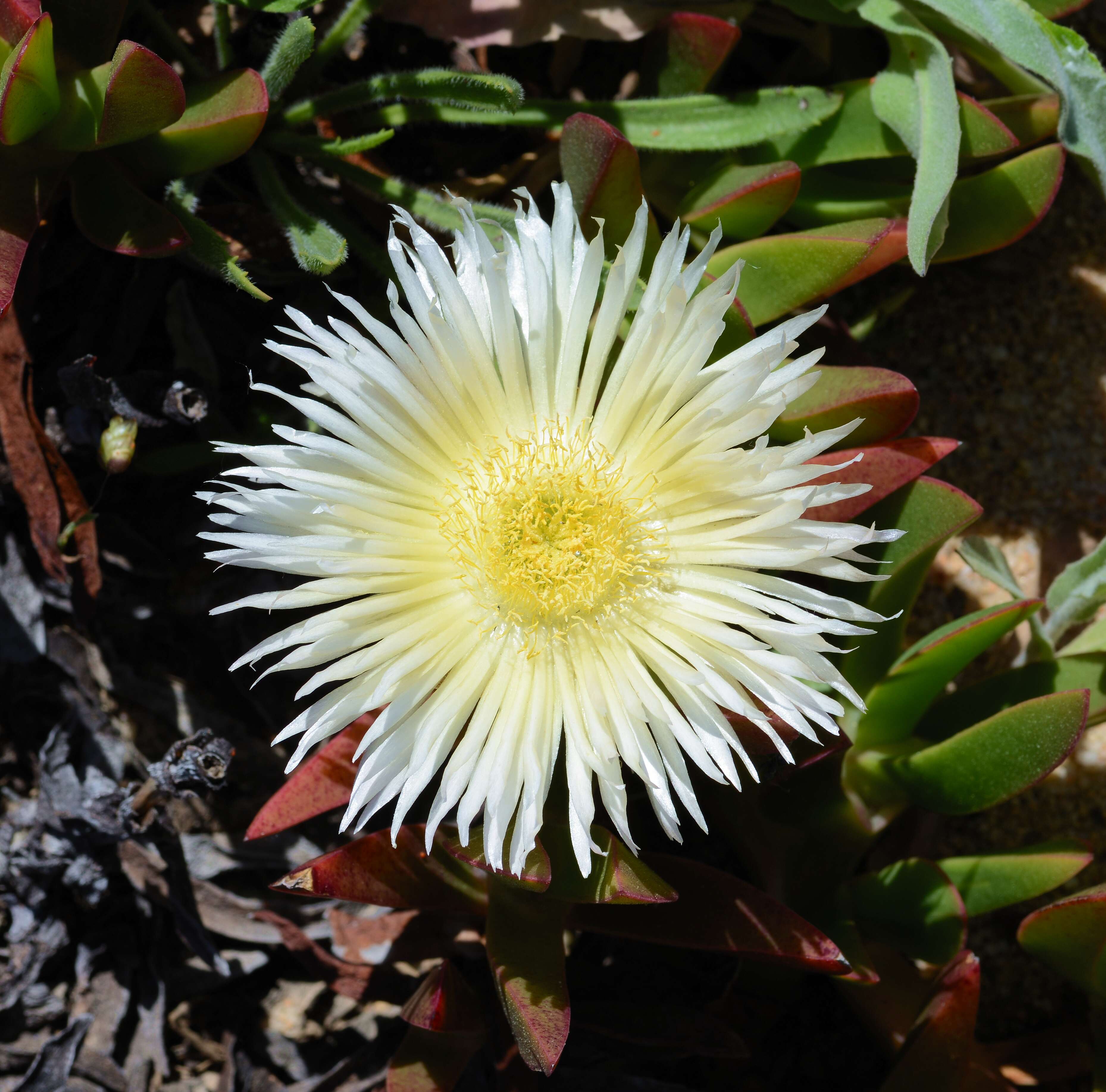 Image of hottentot fig