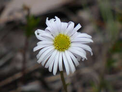 Sivun Brachyscome graminea (Labill.) F. Müll. kuva