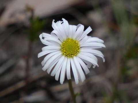 Image of Brachyscome graminea (Labill.) F. Müll.