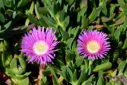 Image of Ice Plants