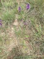 Image of Jersey toadflax