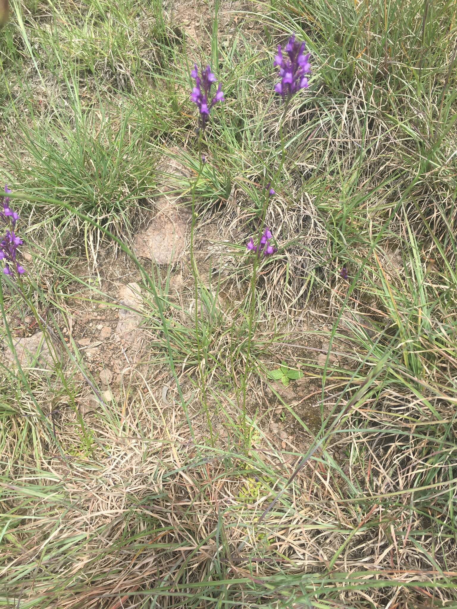 Image of Jersey toadflax