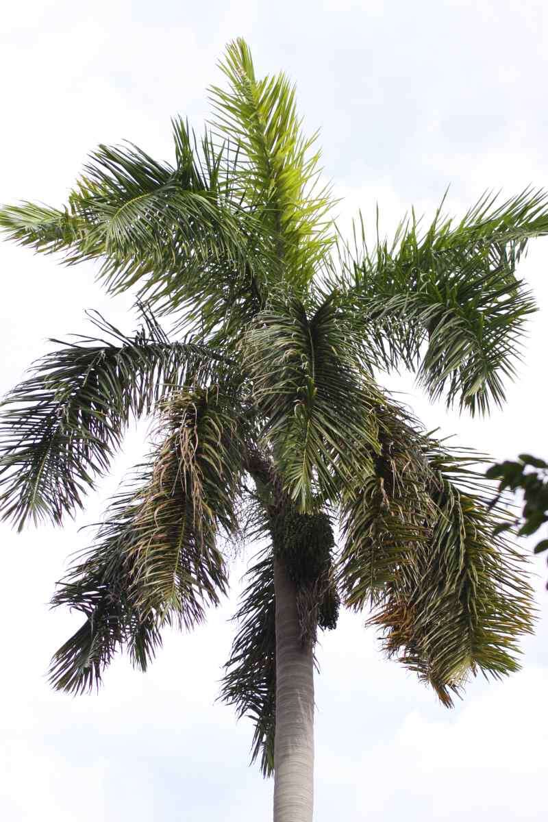 Image of Cuban Royal Palm