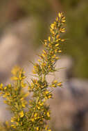 Image of Ulex parviflorus Pourr.