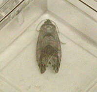 Image of Jumping bean moth