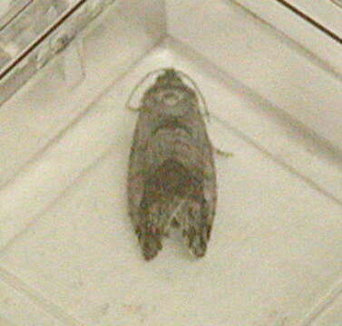 Image of Jumping bean moth