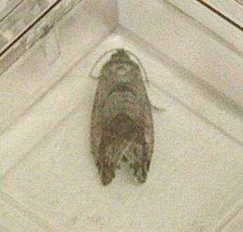 Image of Jumping bean moth