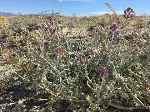 صورة Astragalus lentiginosus var. coachellae Barneby