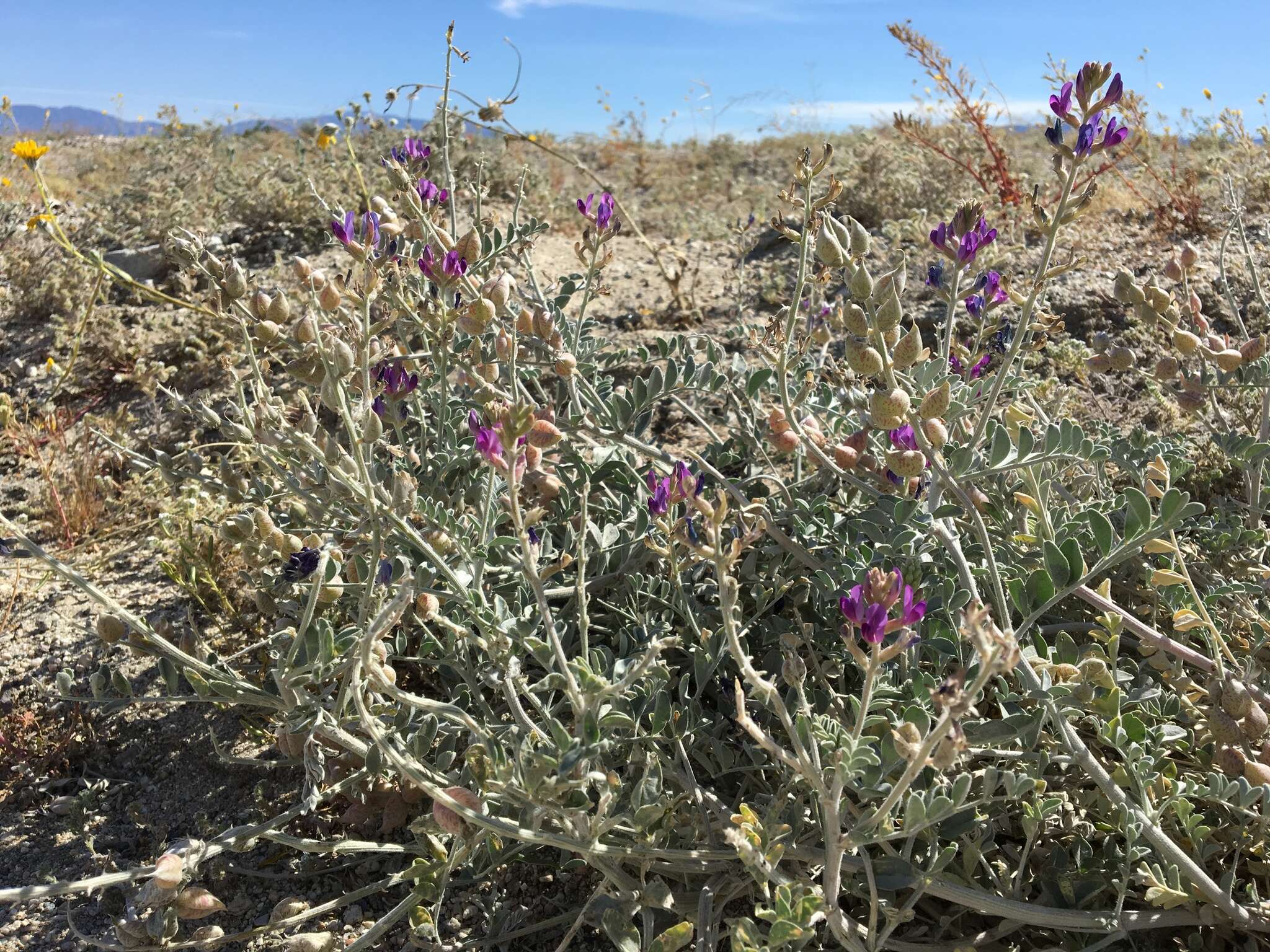 Imagem de Astragalus lentiginosus var. coachellae Barneby