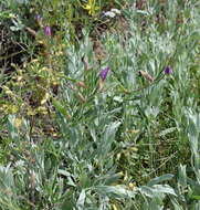 Image of subterranean vetch