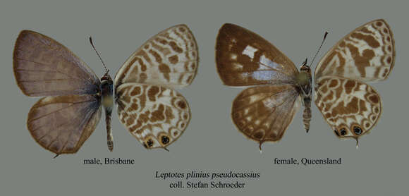 Image of Leptotes plinius