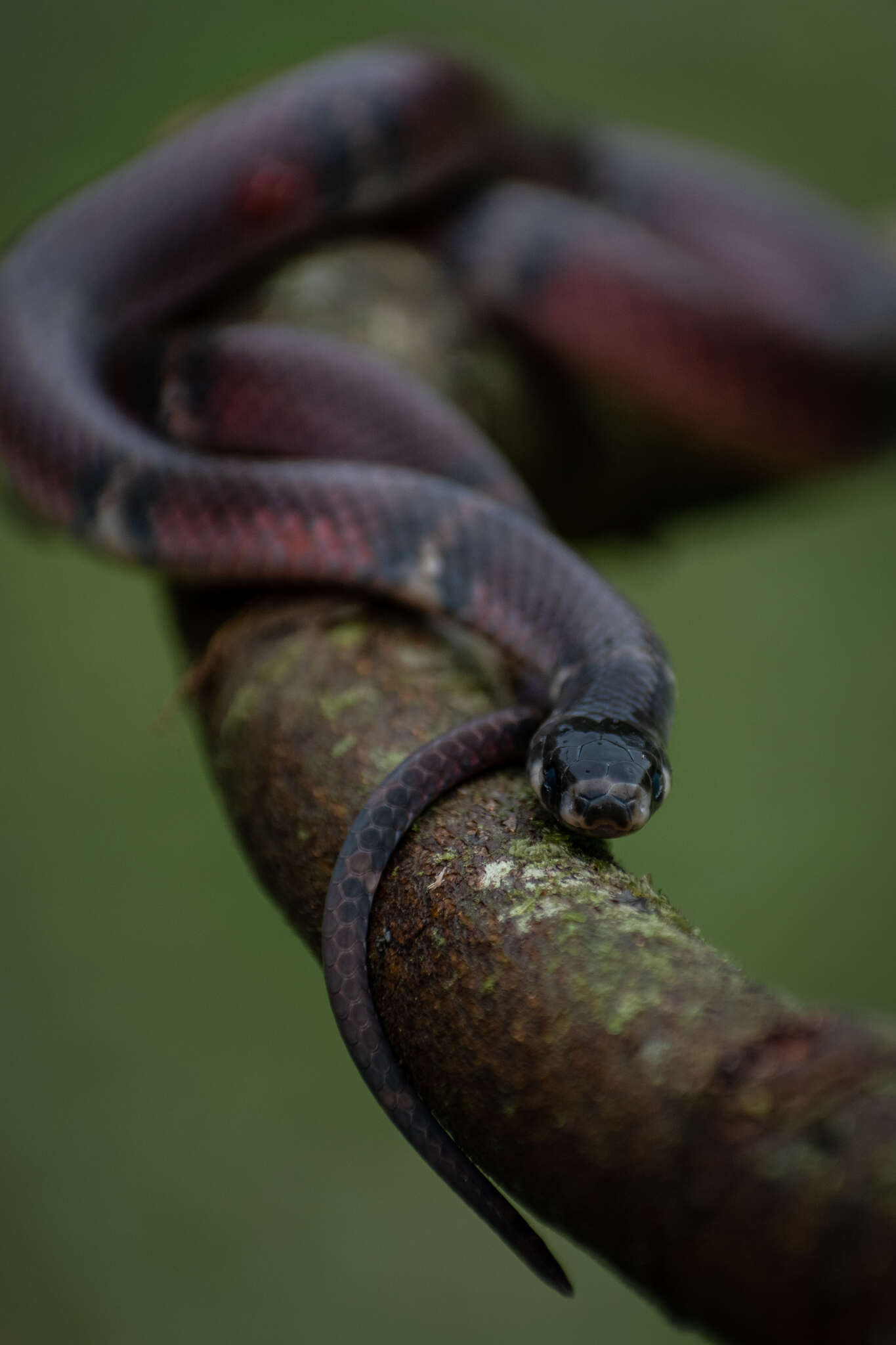 Image of Banded Centipede Snake