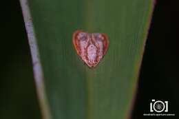 Image of Exclamation Moth