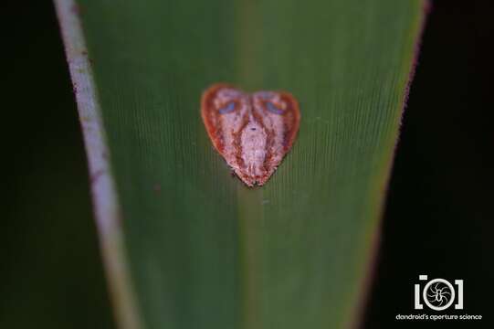 Image of Exclamation Moth