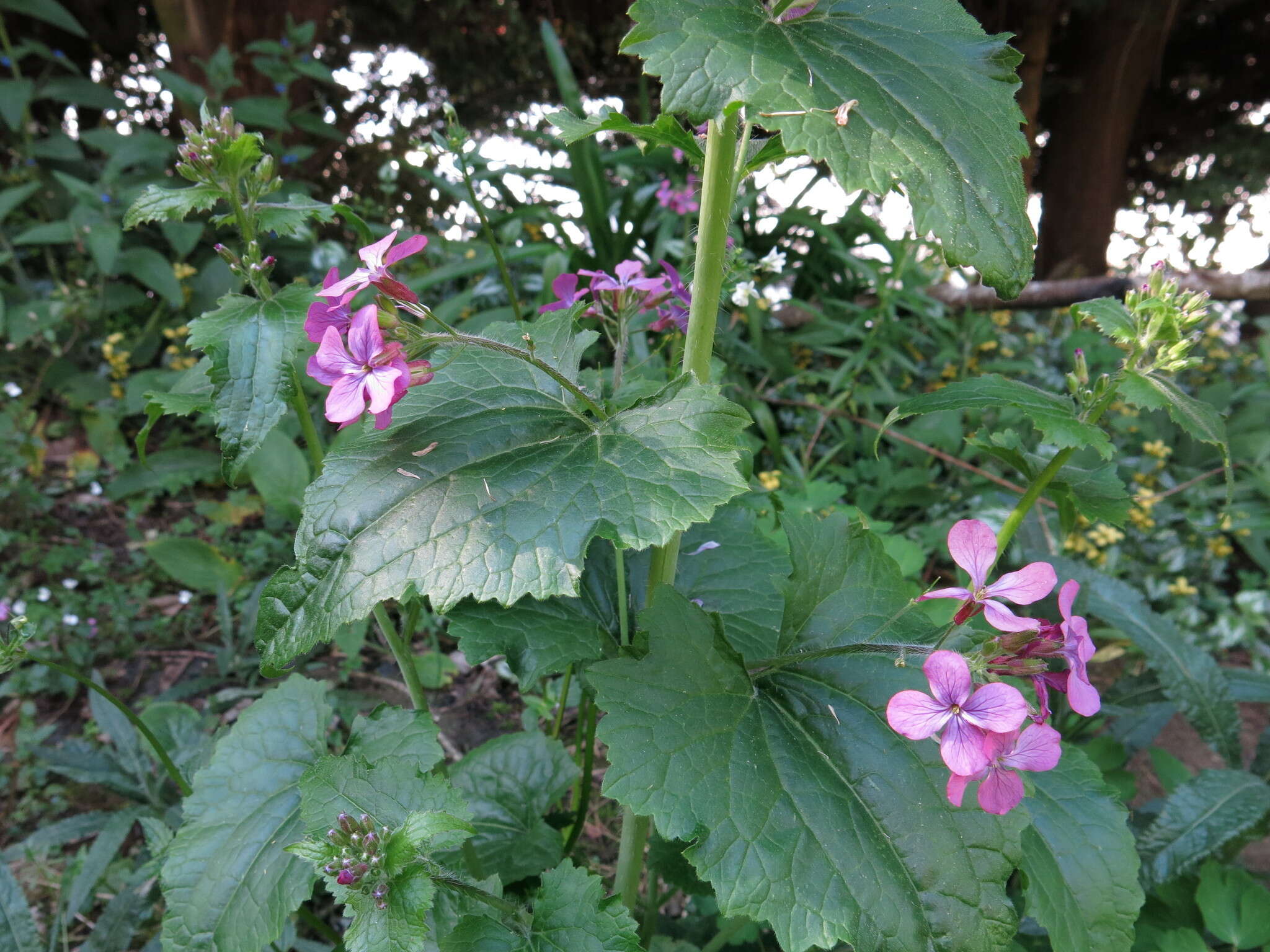 緞花的圖片