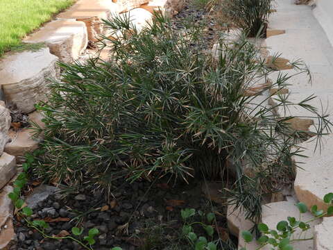 Image of Cyperus alterniflorus R. Br.