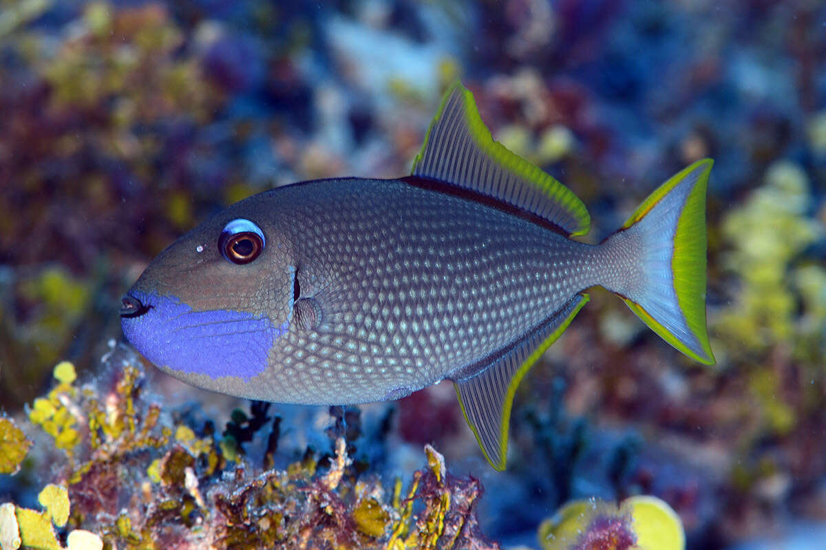 Image of Gilded triggerfish