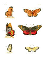 Image of Acraea zetes Linnaeus 1758