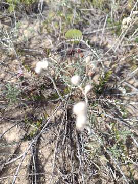 Image of Baccharis gnaphalioides DC.