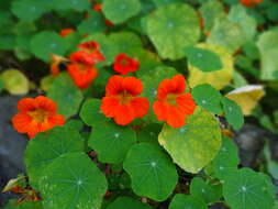 Image of Garden Nasturtium