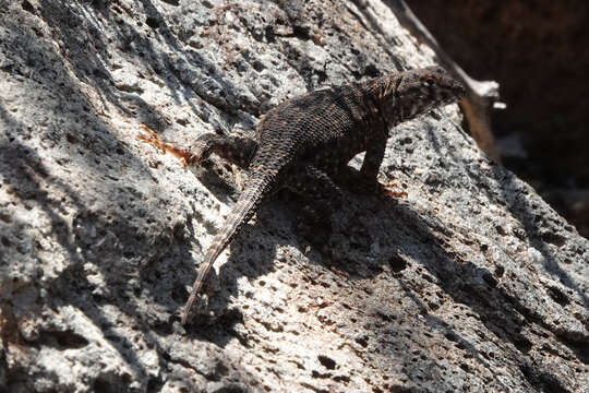 Image of Sceloporus merriami annulatus Smith 1937