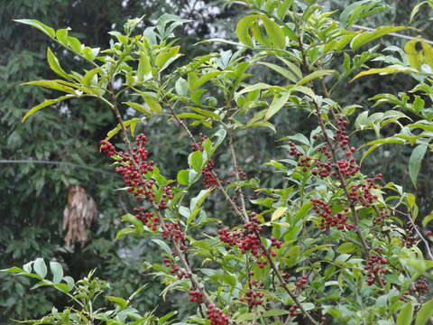 Image of Zanthoxylum armatum DC.