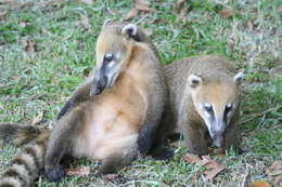 Image of South American Coati