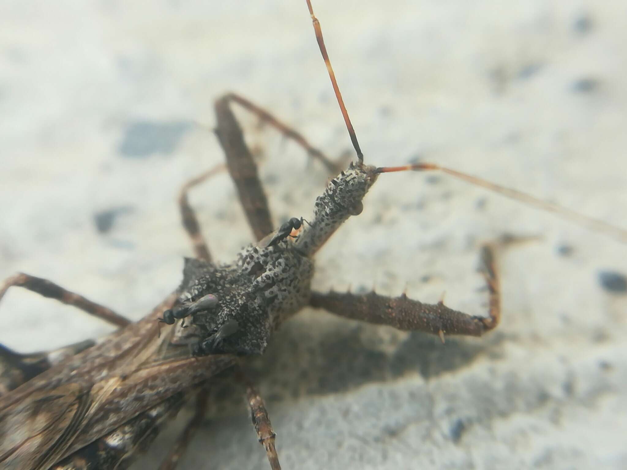 Image of Assassin bug