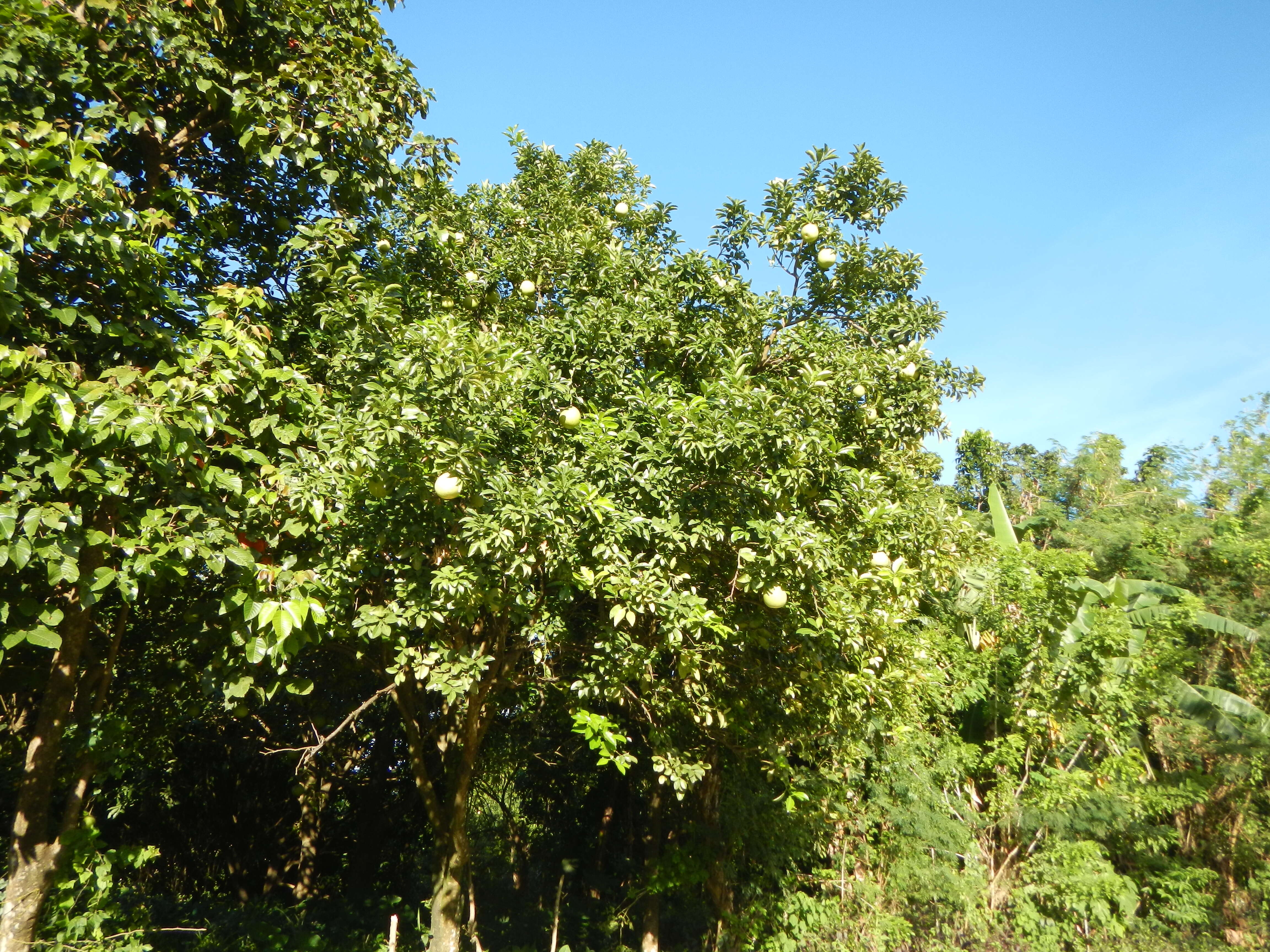 Image of Citrus maxima