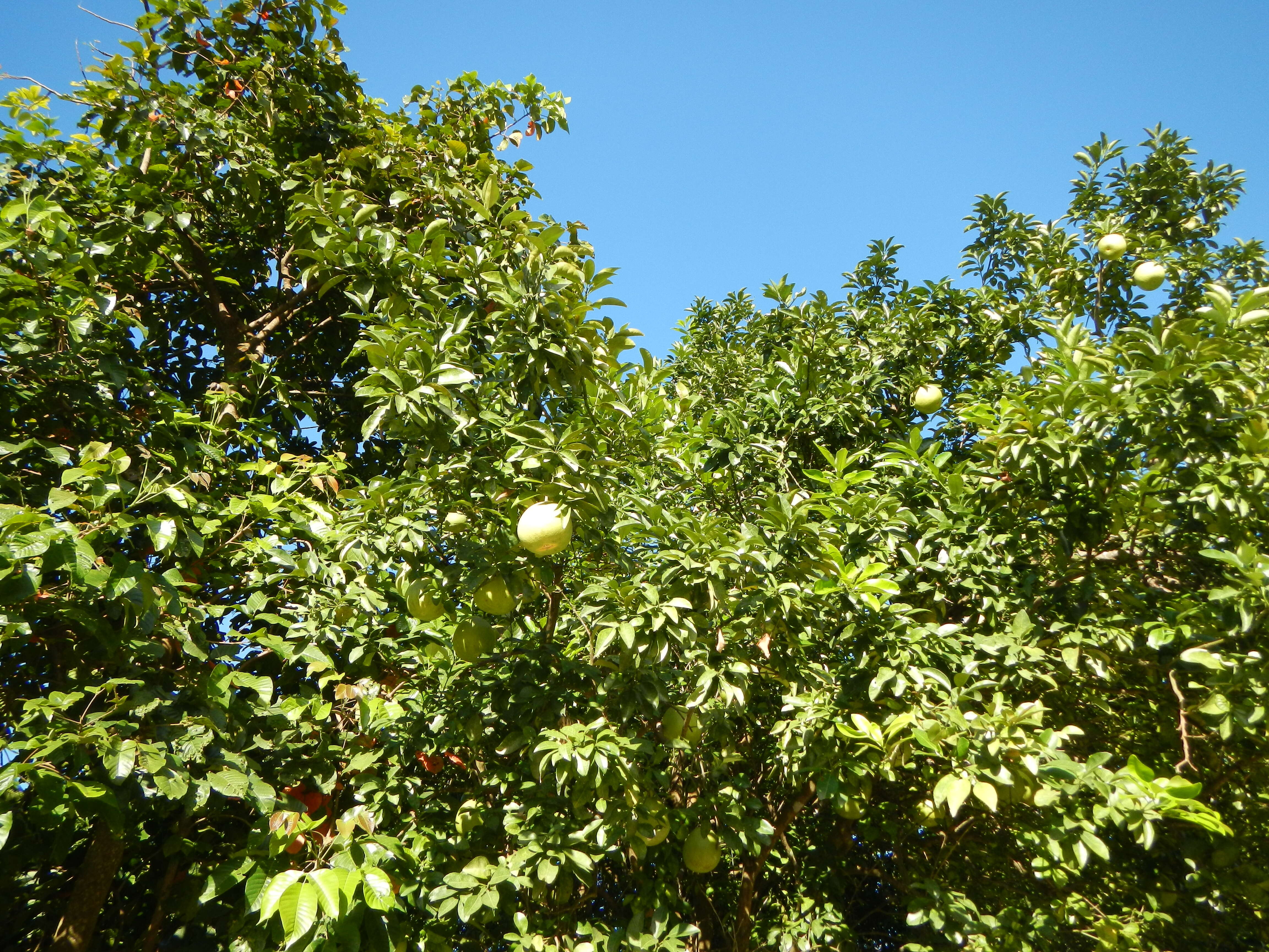 Image of Citrus maxima