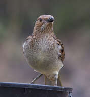 Image of Spotted Bowerbird