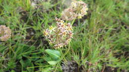 صورة Asclepias vicaria N. E. Br.